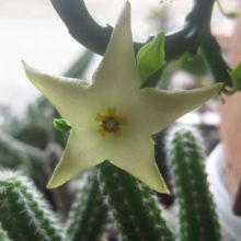 Venta de Stapelia divaricada