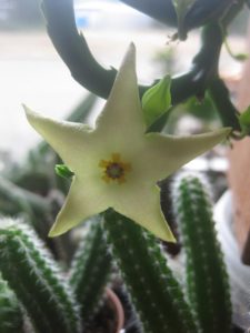 Venta de Stapelia divaricada