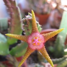 Venta de Stapelia flavopurpúrea