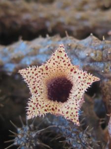 Stapelianthus decaryi en venta