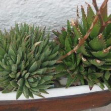 Venta de Aloe brevifolia