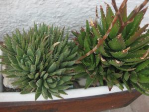 Venta de Aloe brevifolia