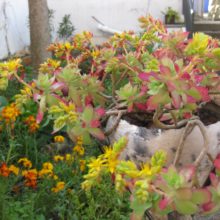 Sedim palmeri en venta