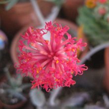 Venta de Senecio pendulus