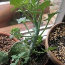 Venta de Senecio articulatus