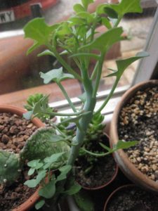 Venta de Senecio articulatus