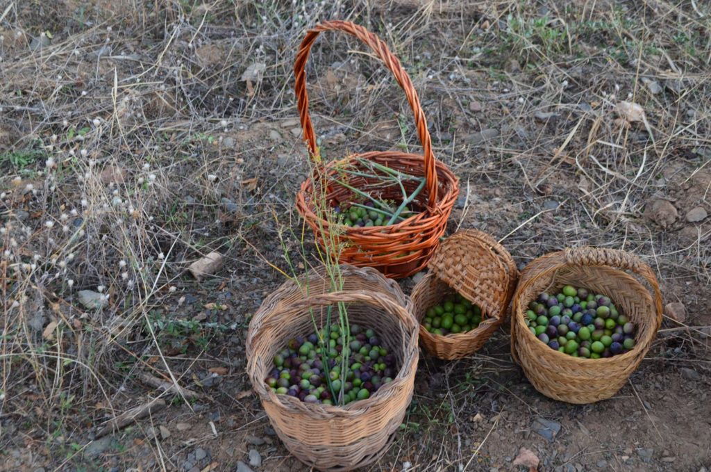 plan en familia en contacto con el medio rural