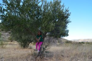 Ciclo anual de actividades rurales