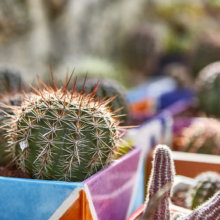 alojamiento rural en Madrid, cactus y macetas de Casa rural Melones