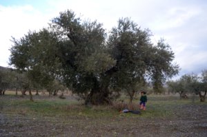 Olivares de la vega del Jarama