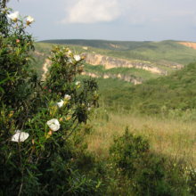 Flor de la jara en Patones