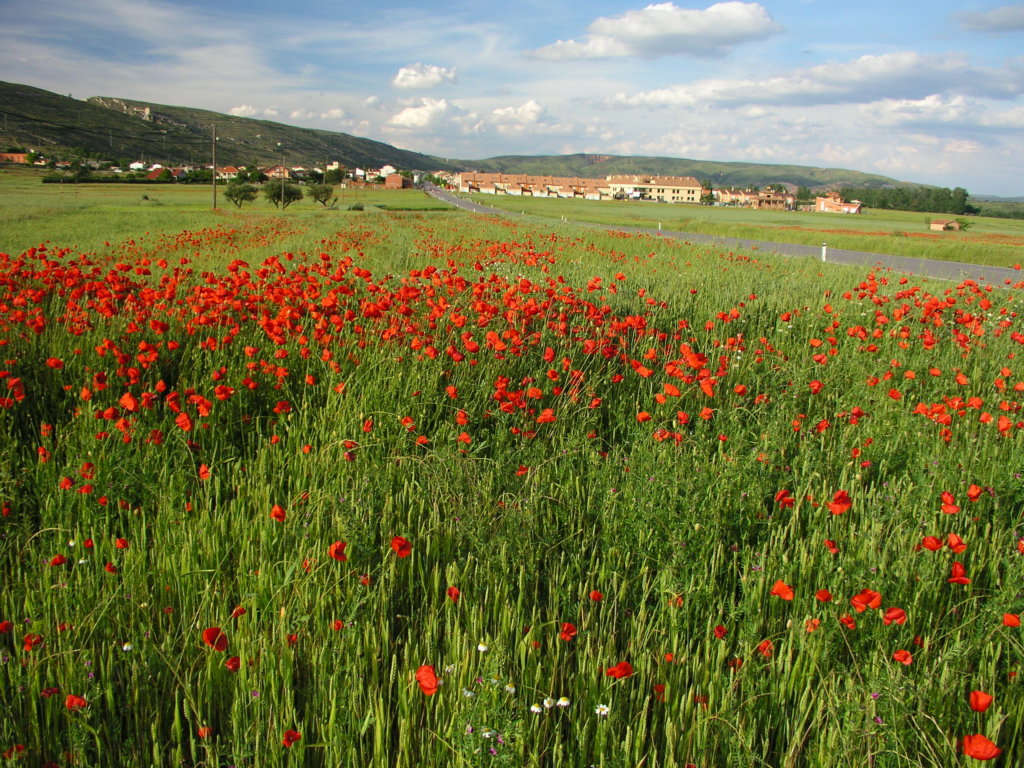 Vega del Jarama y Patones en primavera