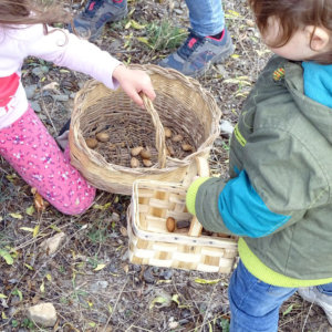 recogiendo almendras en otoño
