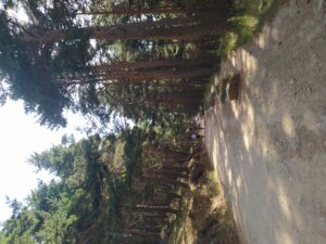 Las mejores rutas para hacer en verano en la Sierra Norte de Madrid