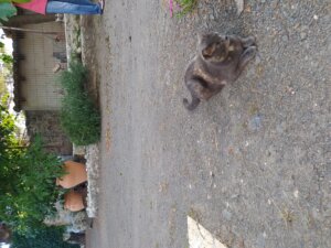 Alojamiento rural con animales