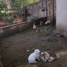 Contacto con animales de granja