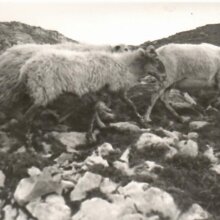 pastoreo tradicional